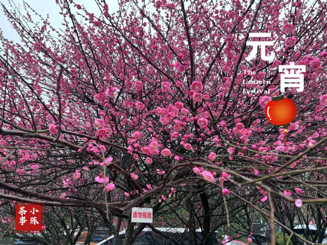 中国人的元宵节和中国人的茶,质朴、天然、纯真,浑然天成