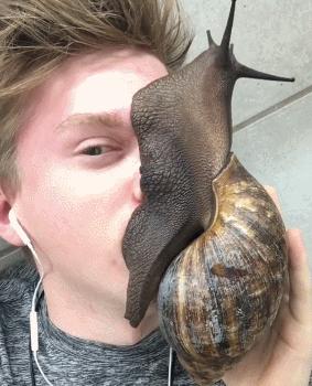 非洲大蜗牛入侵美国，每年可产5窝，花费数百万美元没法治理