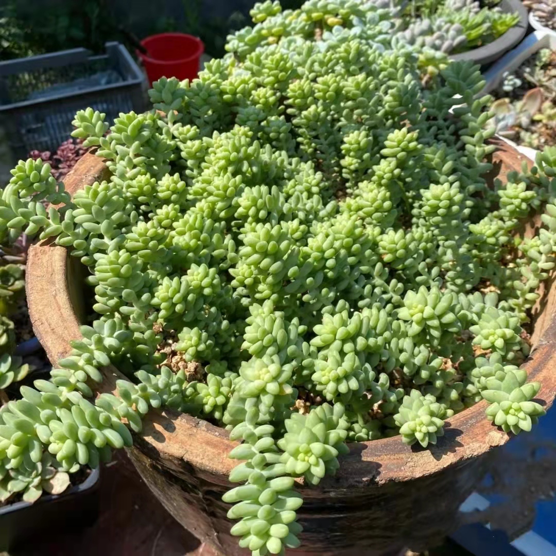 养了三年的玉缀多肉,居家养多肉玉缀