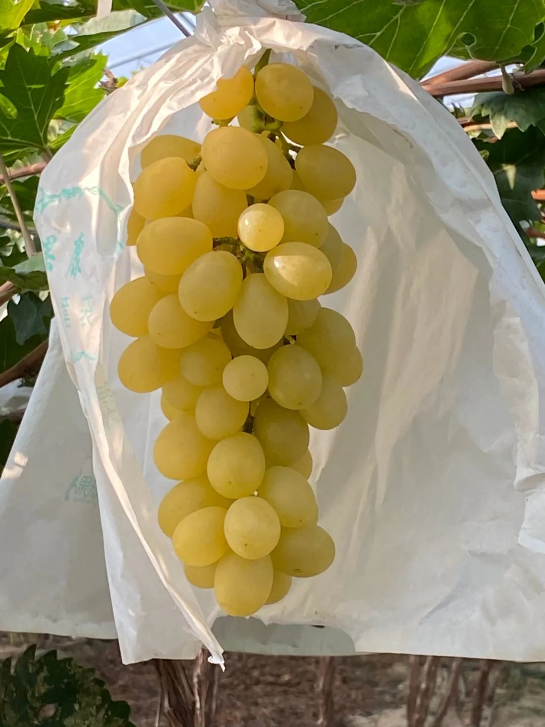 济南采摘园推荐最新,济南采摘园推荐秋季