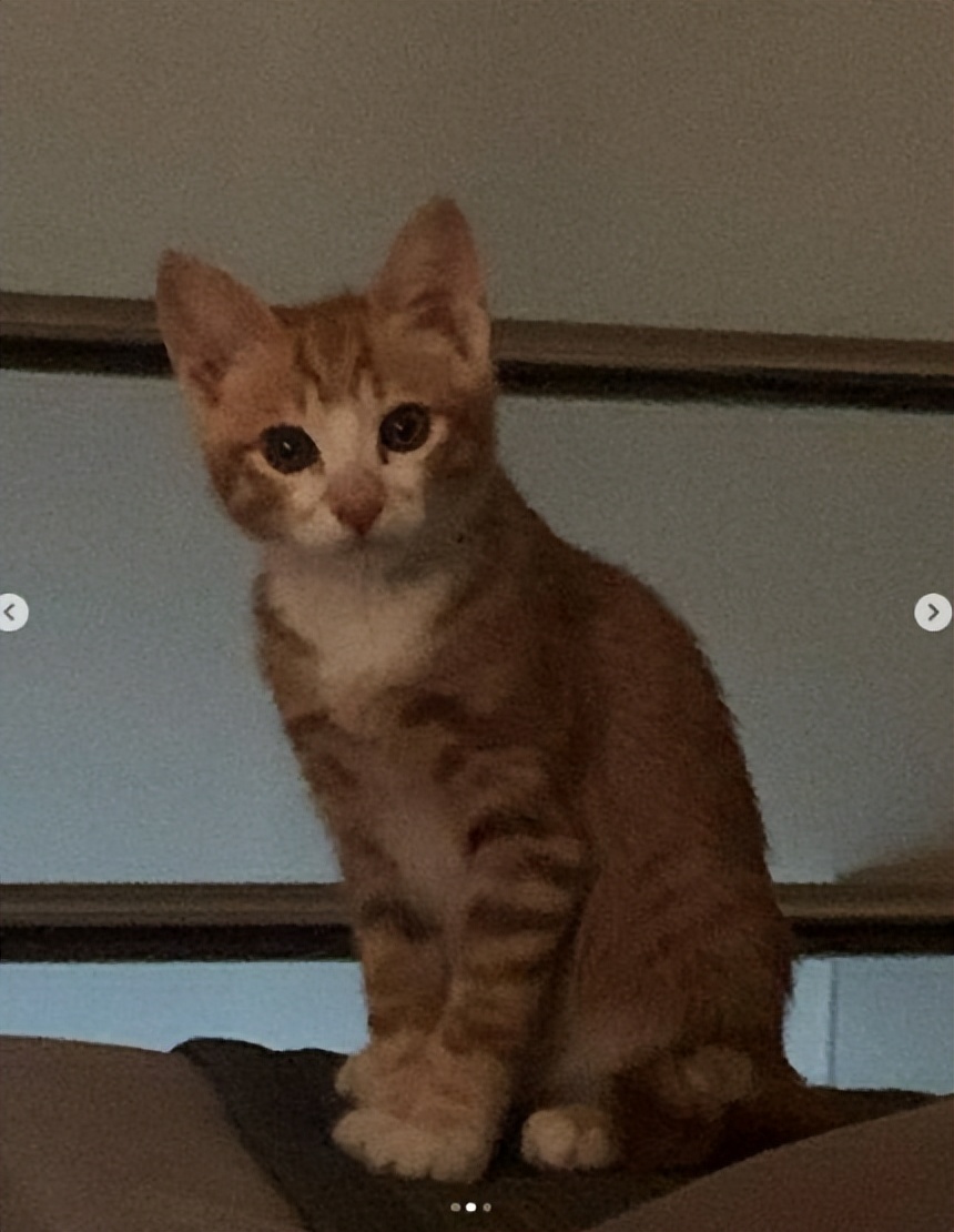 韩国明星虐猫事件,韩国虐待明星案