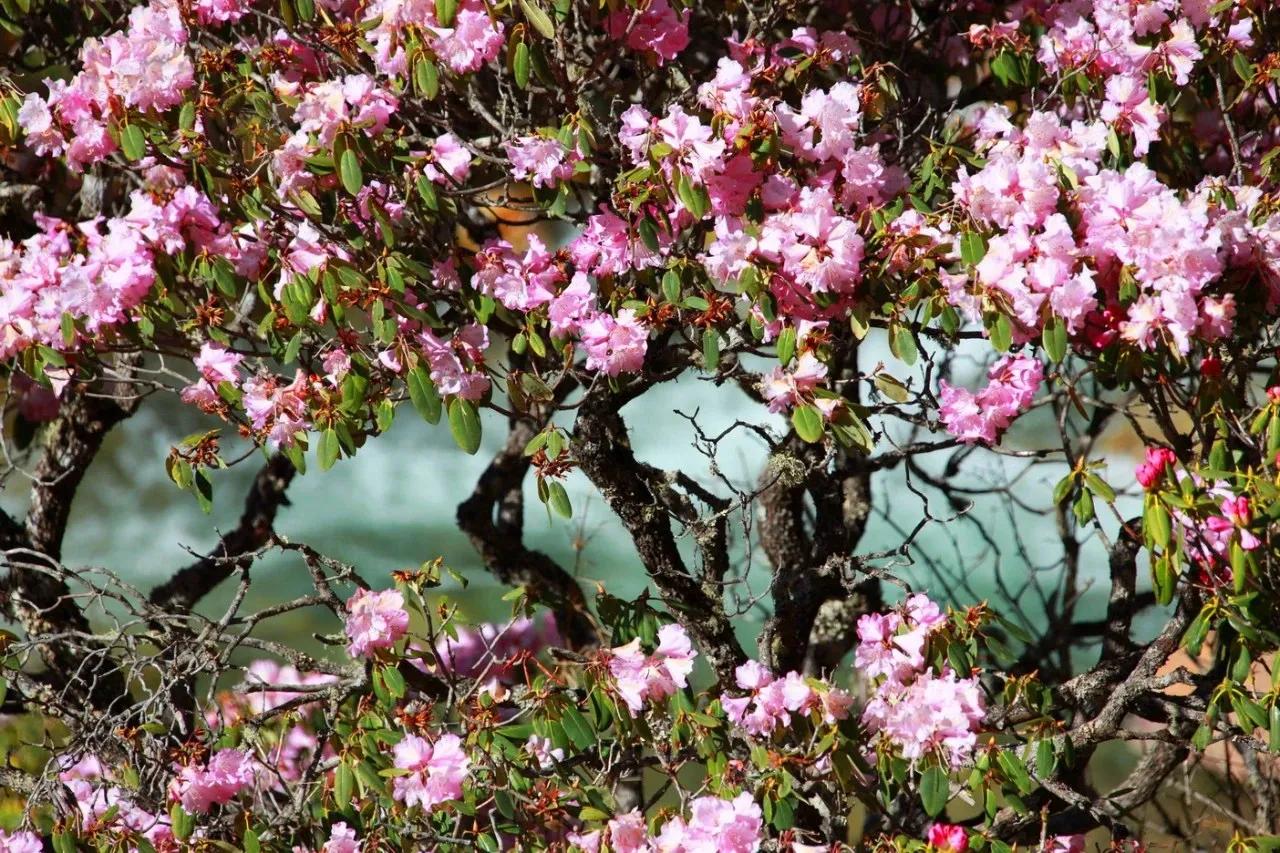木格措对比木雅圣地海拔,四川木格措雪山草甸湖泊