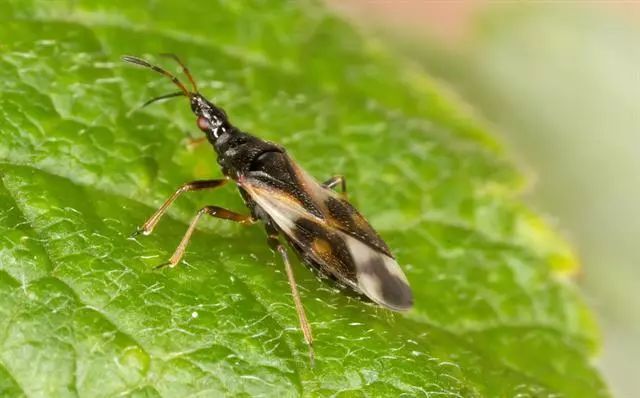 植保黑科技助力绿色农业,栽培技术植保技术决定农产品质量