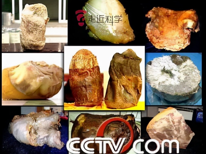 太岁到底是什么生物有多可怕,真正的野生太岁发现多少