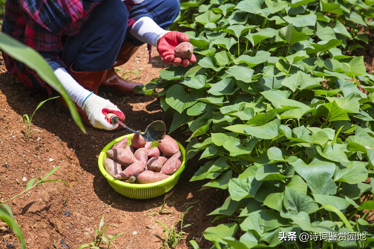 喜迎二十大农民丰收节诗词征稿,写农民丰收节的诗