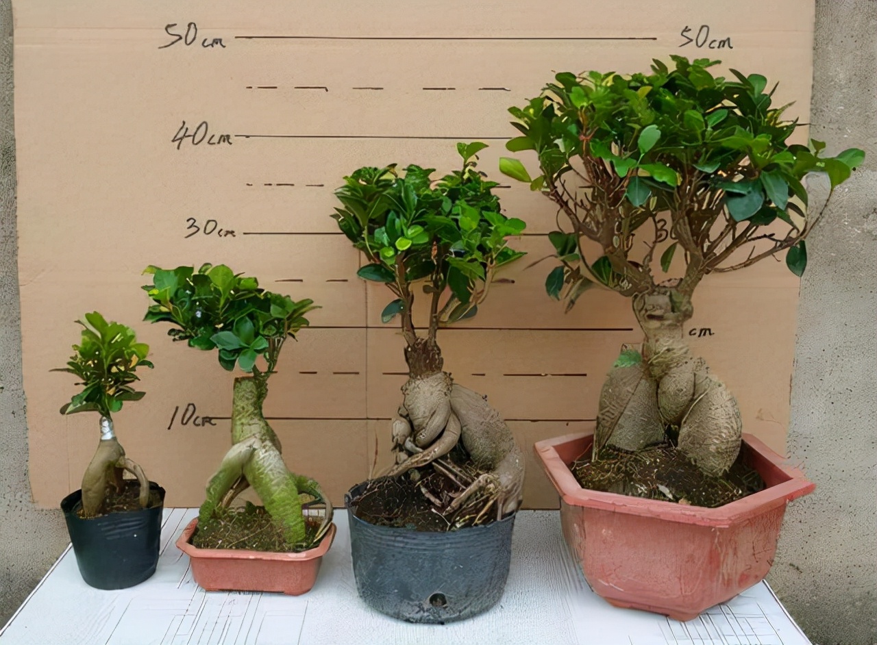 盆景造型类型有哪些,盆景造型种类