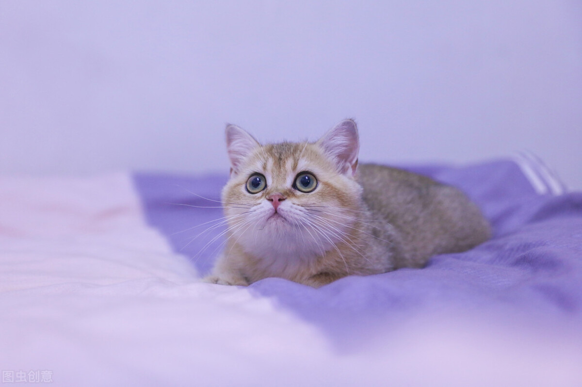 猫咪上厕所频繁尿一点点吃什么药,猫咪睡觉上厕所憋不住尿了