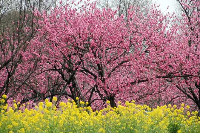 春天的诗句古诗三年级下册,描写春天的古诗四年级下册