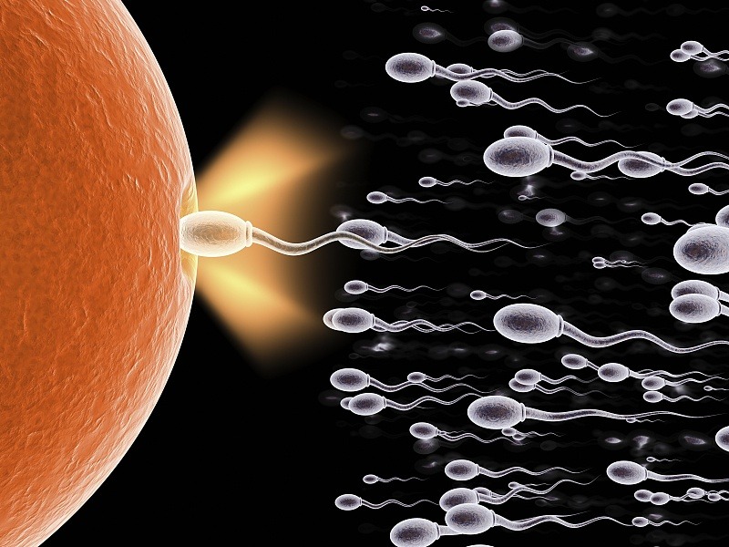 进入女性体内后，没“受精”成功的精子都去哪儿了？既好笑又心疼