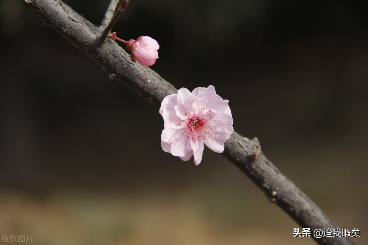 被偏爱的一方总是有恃无恐,被偏爱的总是有恃无恐文案