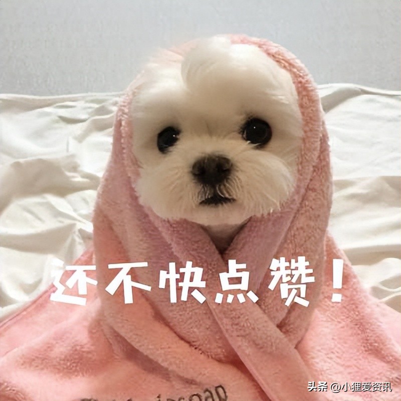 狗狗拉血怎么办最有效的方法,狗狗拉血呕吐的治疗最好方法