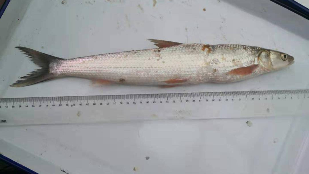 长江流域禁渔十年鱼多了,长江禁渔多年未见过的鱼