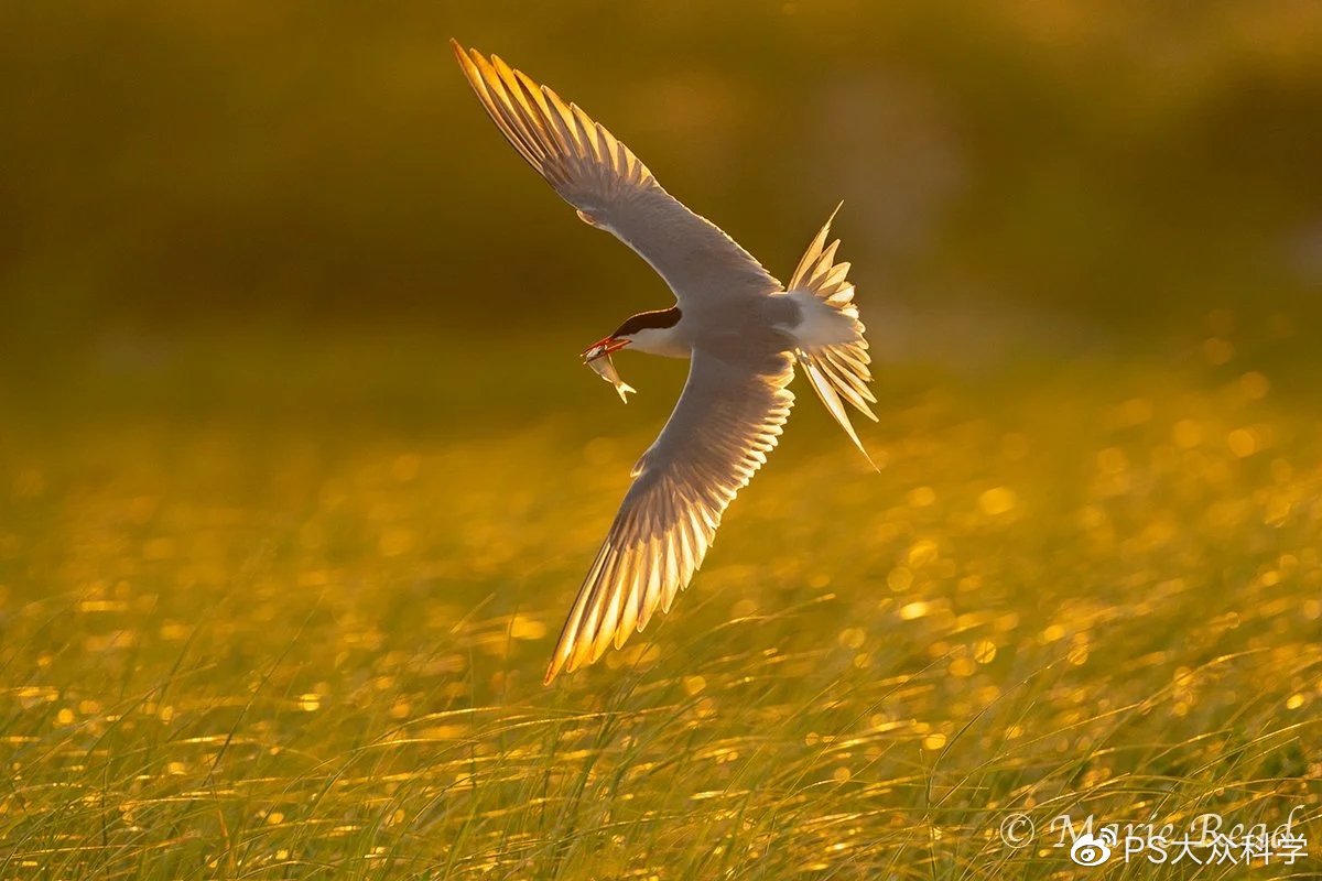 摄影打鸟怎么预判鸟的走向,鸟类摄影需要什么样的镜头
