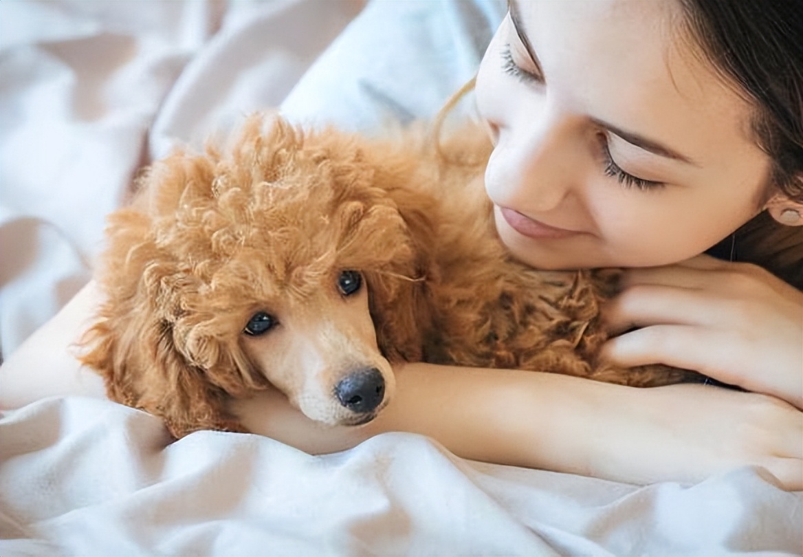 世界最聪明温顺不掉毛的狗排名,哪种狗性格温顺安静而且忠于主人