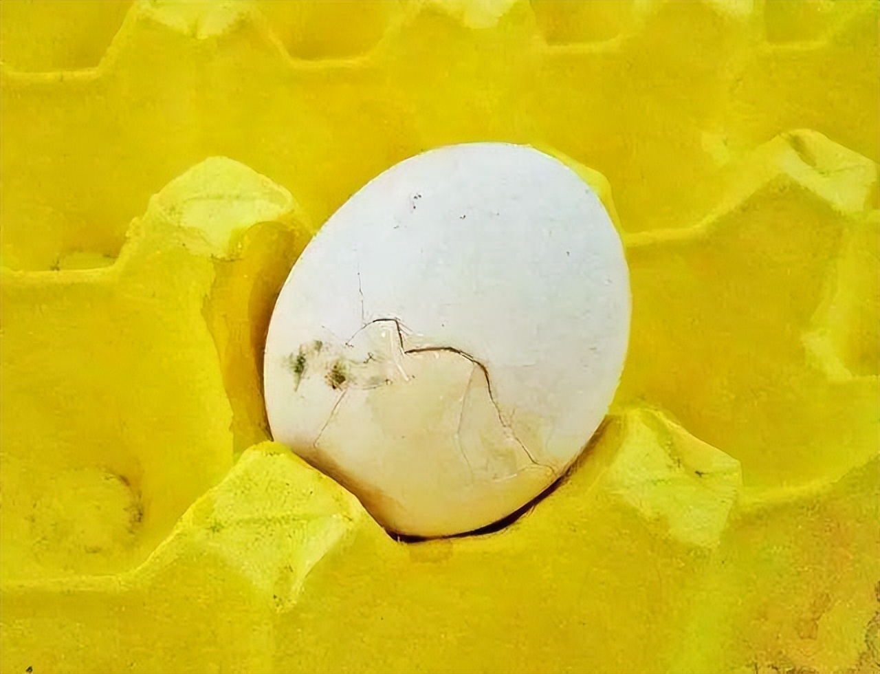 发烧不能吃鸡蛋是中医说的吗,发烧时不能吃蛋白质