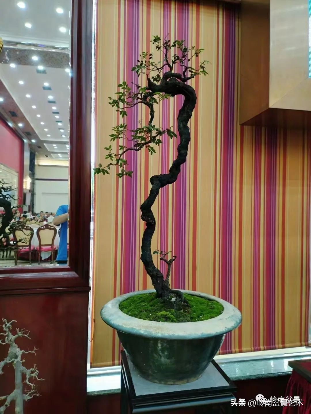 “不忘初心，开拓进取”——中山盆景协会第八届会员活动圆满成功