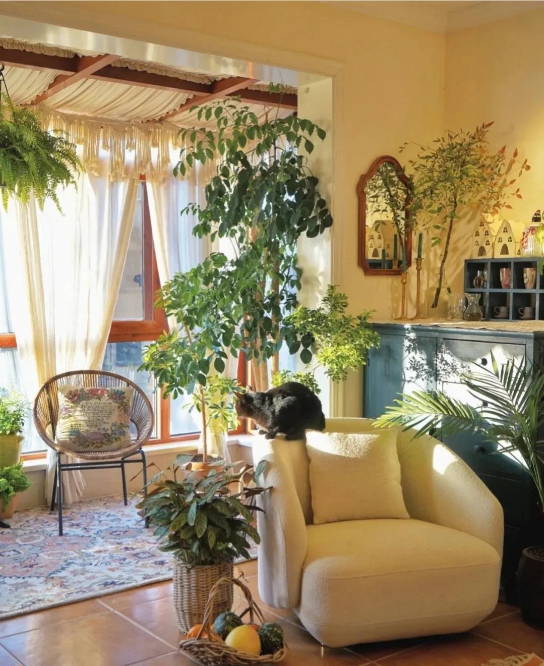 客厅养树家旺人富,客厅种什么树旺宅还好养