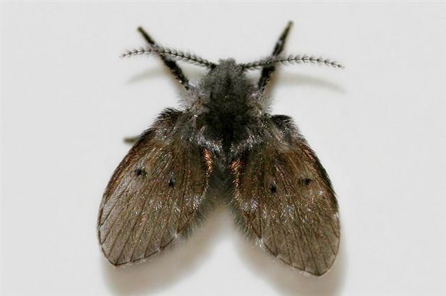 夏天卫生间里的小飞虫是什么,门窗紧闭家里的小飞虫哪里来的