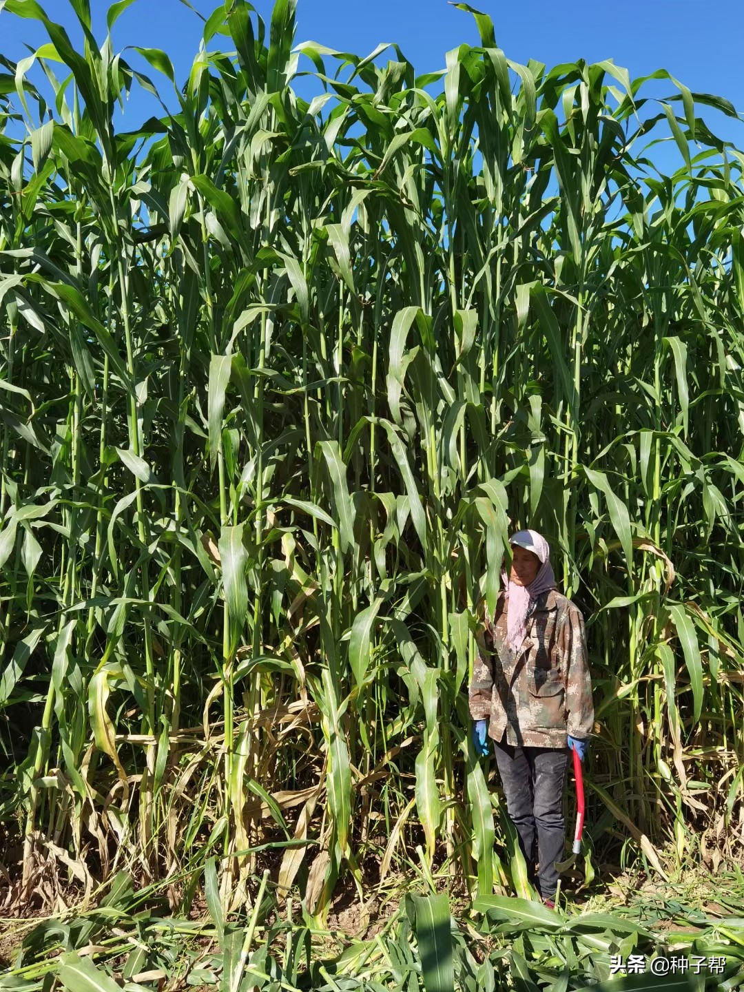 巨型高粱品种,巨型高粱有哪些品种