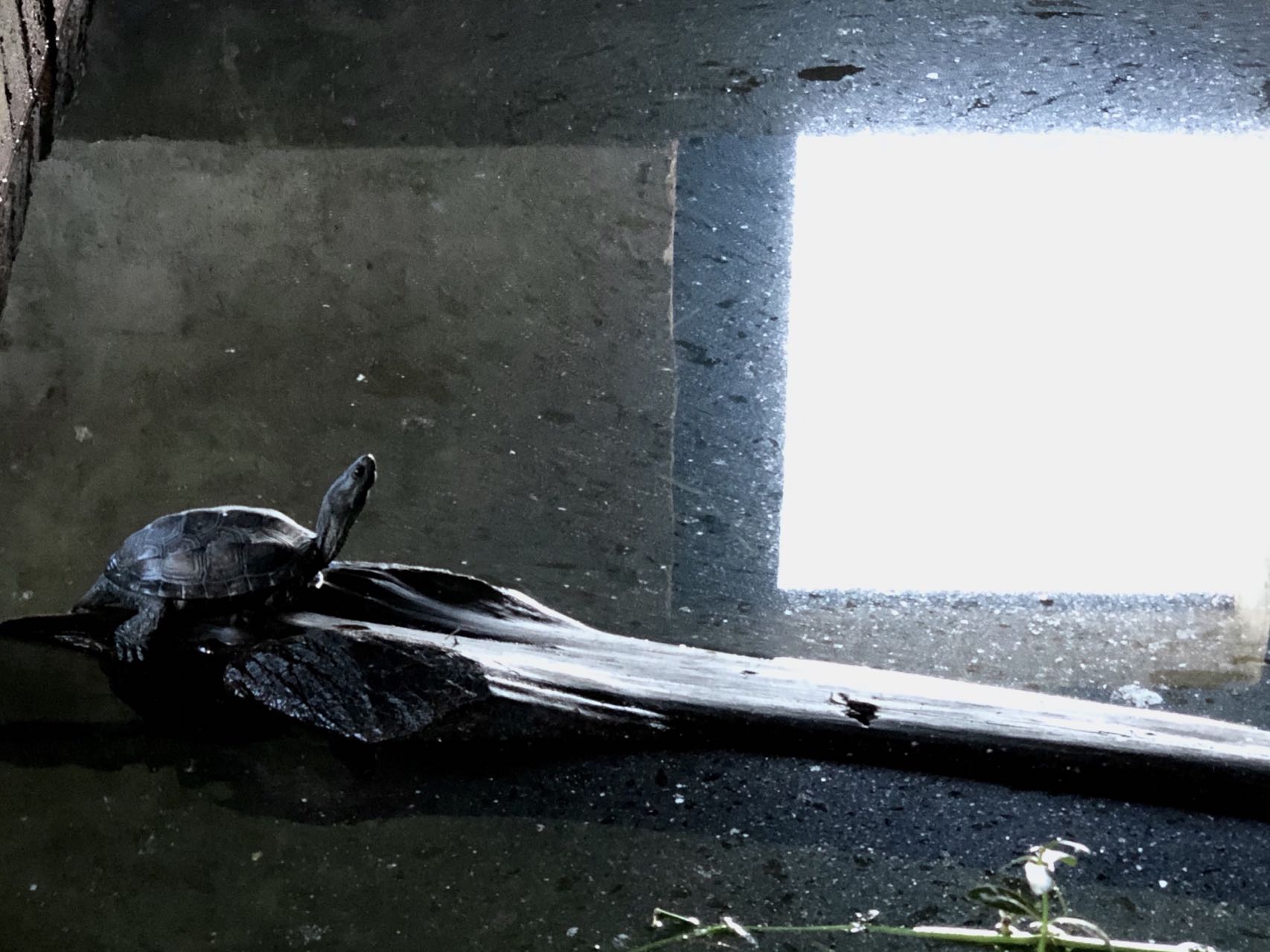 庭院龟缸养龟,黄缘半水龟养龟专用缸