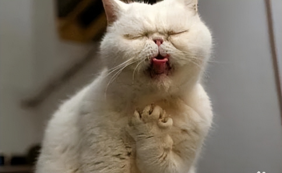 猫咪突然抽筋吐白沫然后死了,猫咪吐白沫水是怎么回事