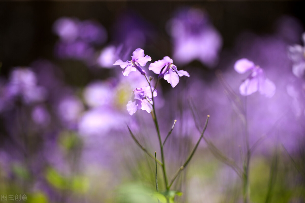 《西厢记》昆曲听琴,西厢记中听琴