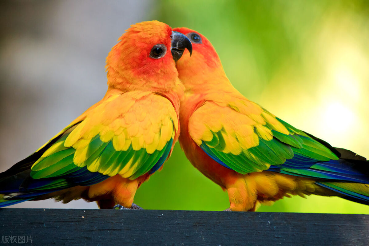 被鹦鹉记仇了该怎么办,笼养虎皮鹦鹉记仇怎么解决