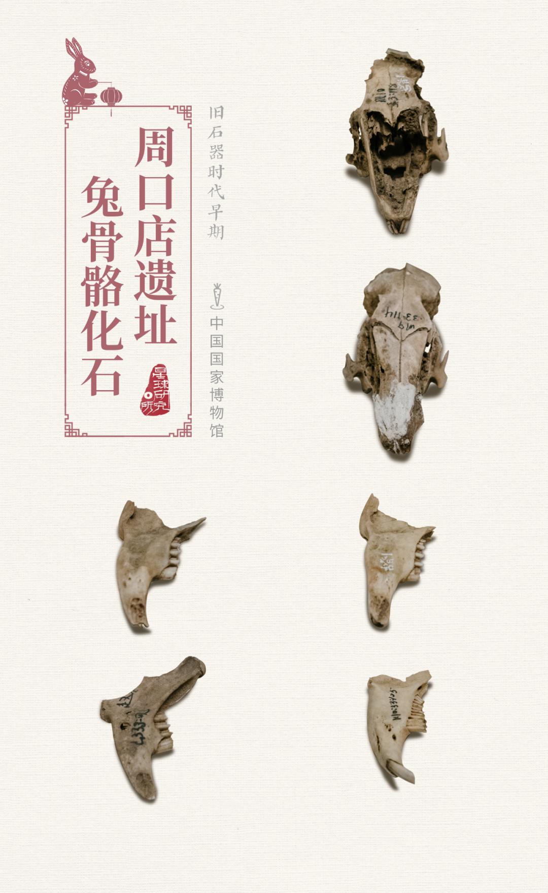 兔年来了,兔年来了怎么样