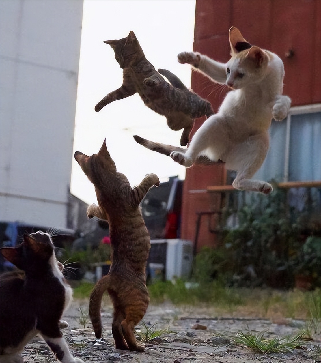 家猫被野猫揍了不理主人,家猫被流浪猫打自闭了