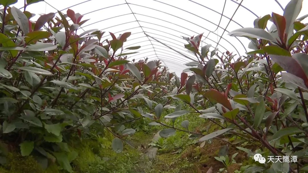 鹰潭一万元创业项目怎么操作,鹰潭10万元创业项目在哪里