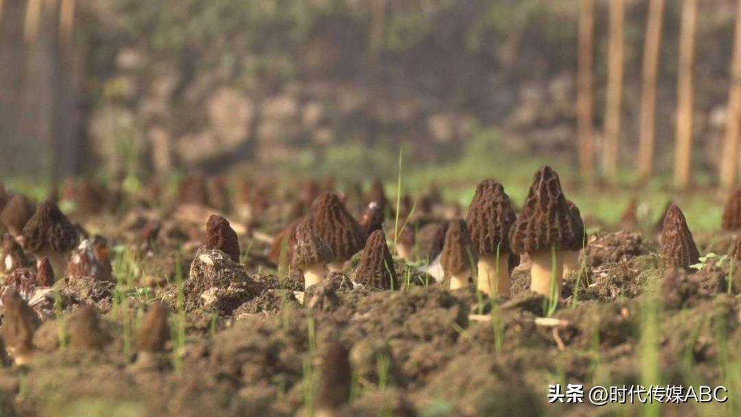 武都土特产有哪些,平武大山深处