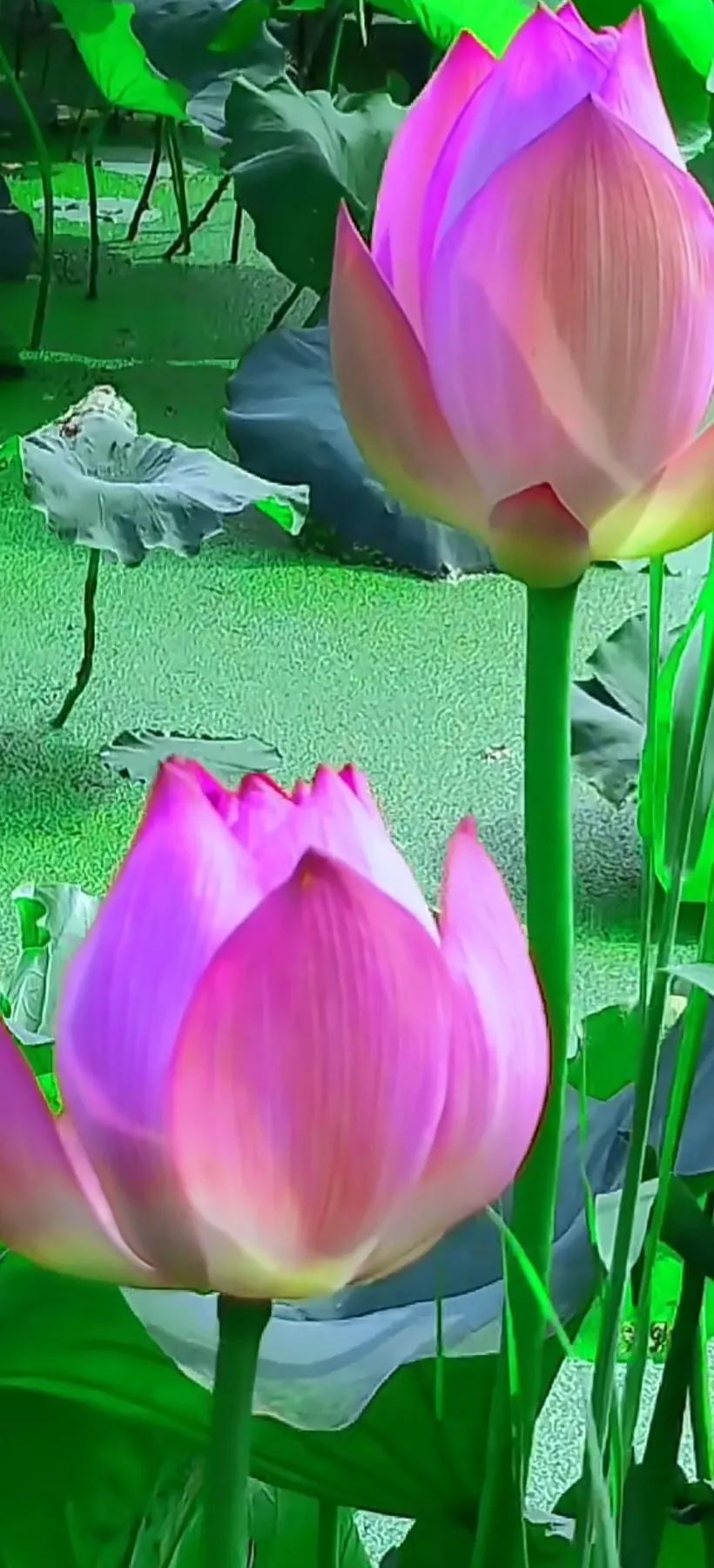 夏日美丽的荷花图片,荷花图片配上字映日荷花别样红