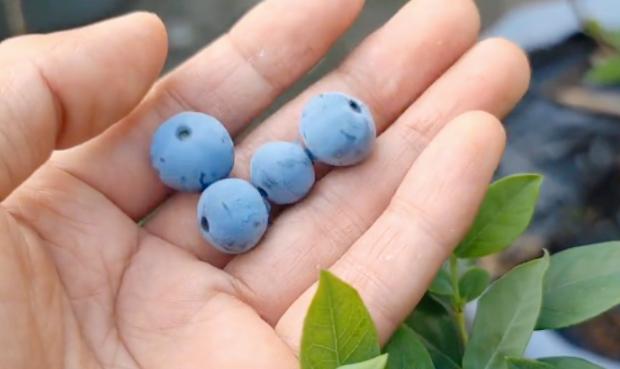 上了年纪记忆力衰退吃什么,老年人记忆差如何处理