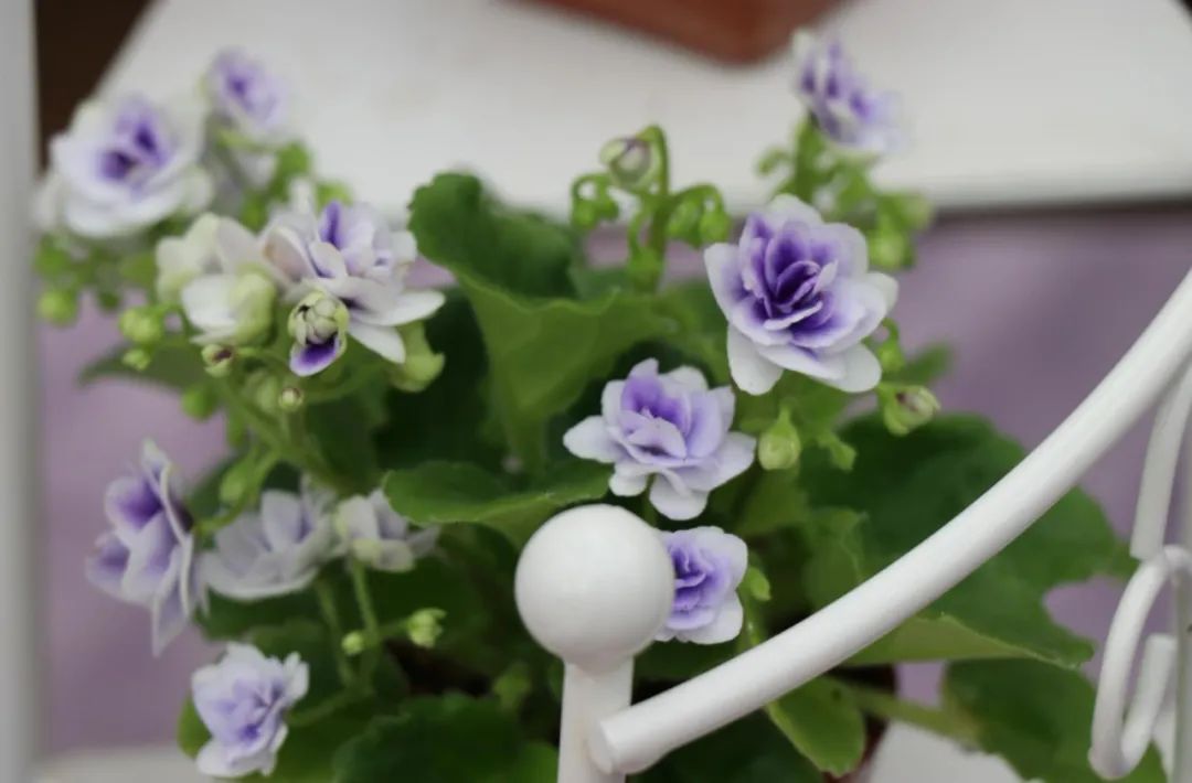 绿边紫罗兰植物图片,非洲紫罗兰怎么浇水