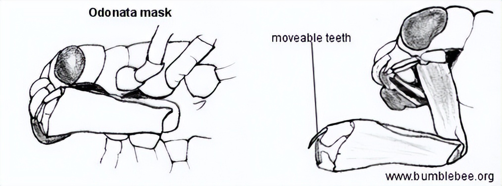 舌头是最强韧有力的肌肉，为什么人类不进化出用舌头打架？