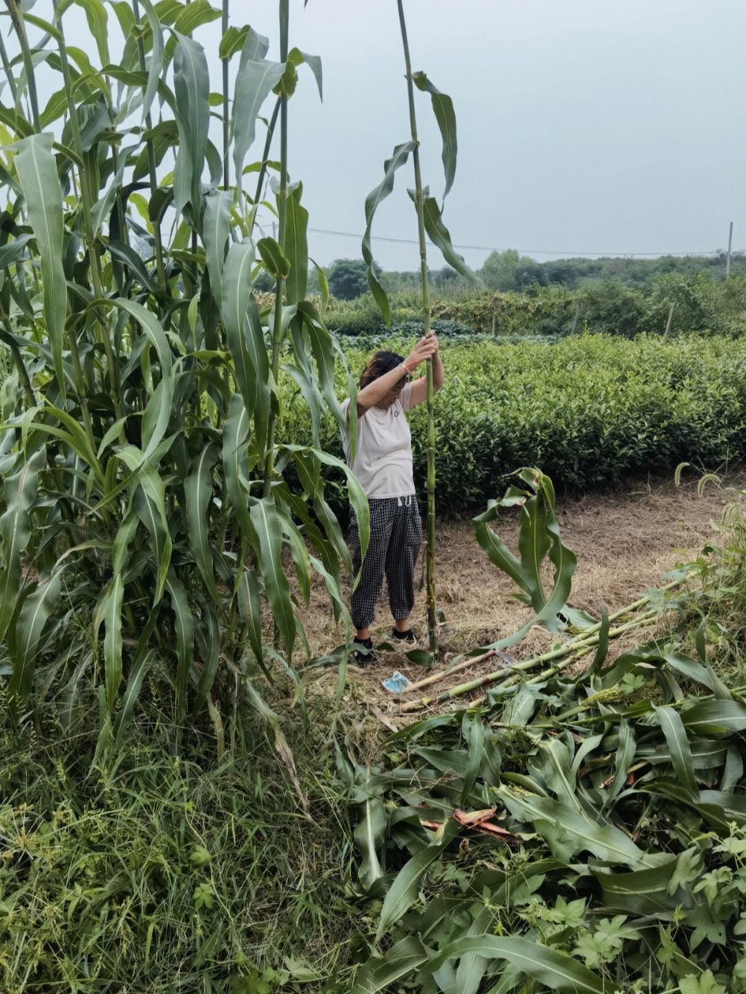 80年代没空调,80年代没风扇的日子