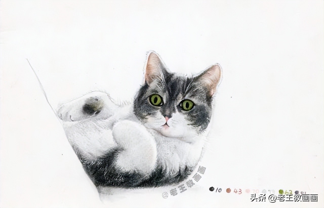 彩铅零基础入门学画猫咪,彩铅画教程入门零基础猫咪