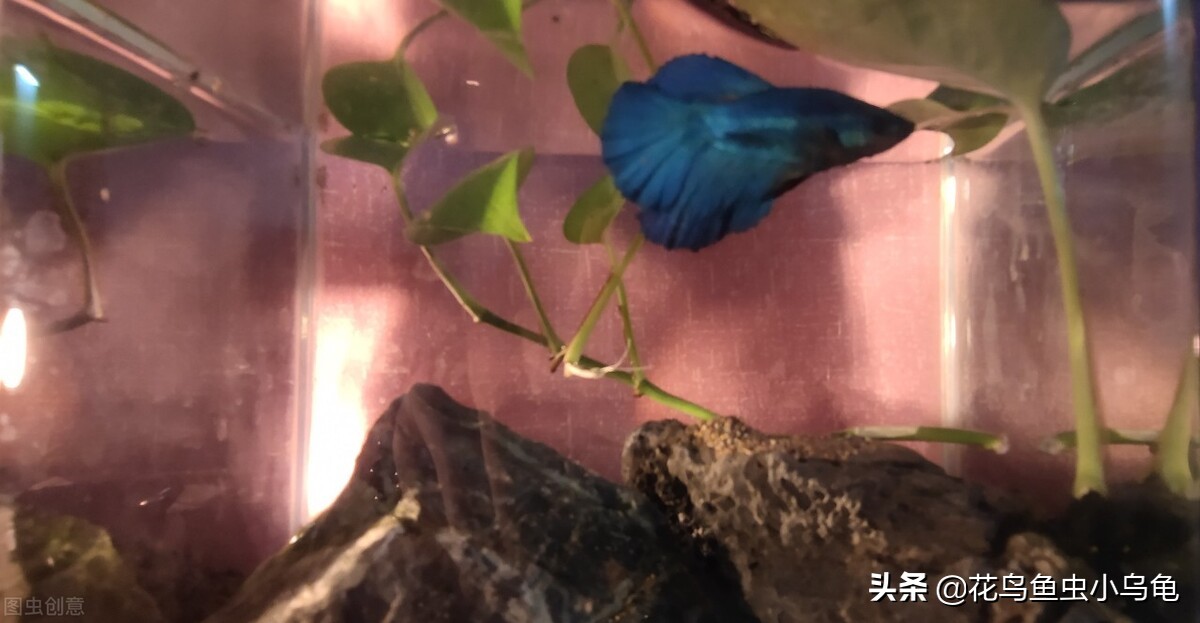 怎么防止斗鱼跳缸,泰国斗鱼会跳缸吗