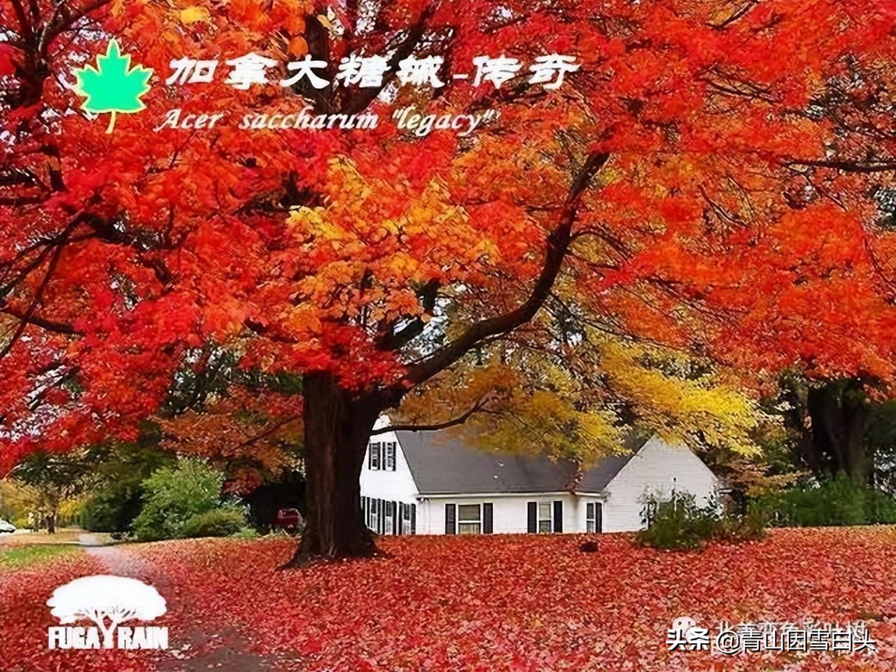 种啥树一亩竟赚10多万,一亩地种60棵树的株距和行距