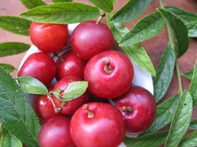 农村种植高钙果,钙果种植致富方法