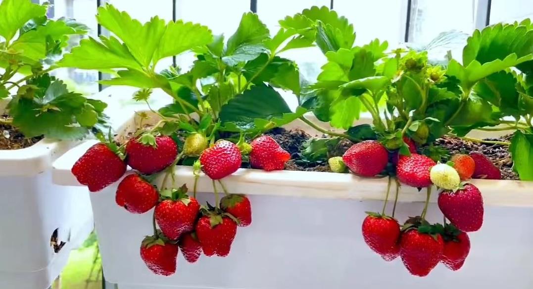 眼镜哥400天阳台种出超市69元草莓,沉浸式体验1年挣36万,太疯狂
