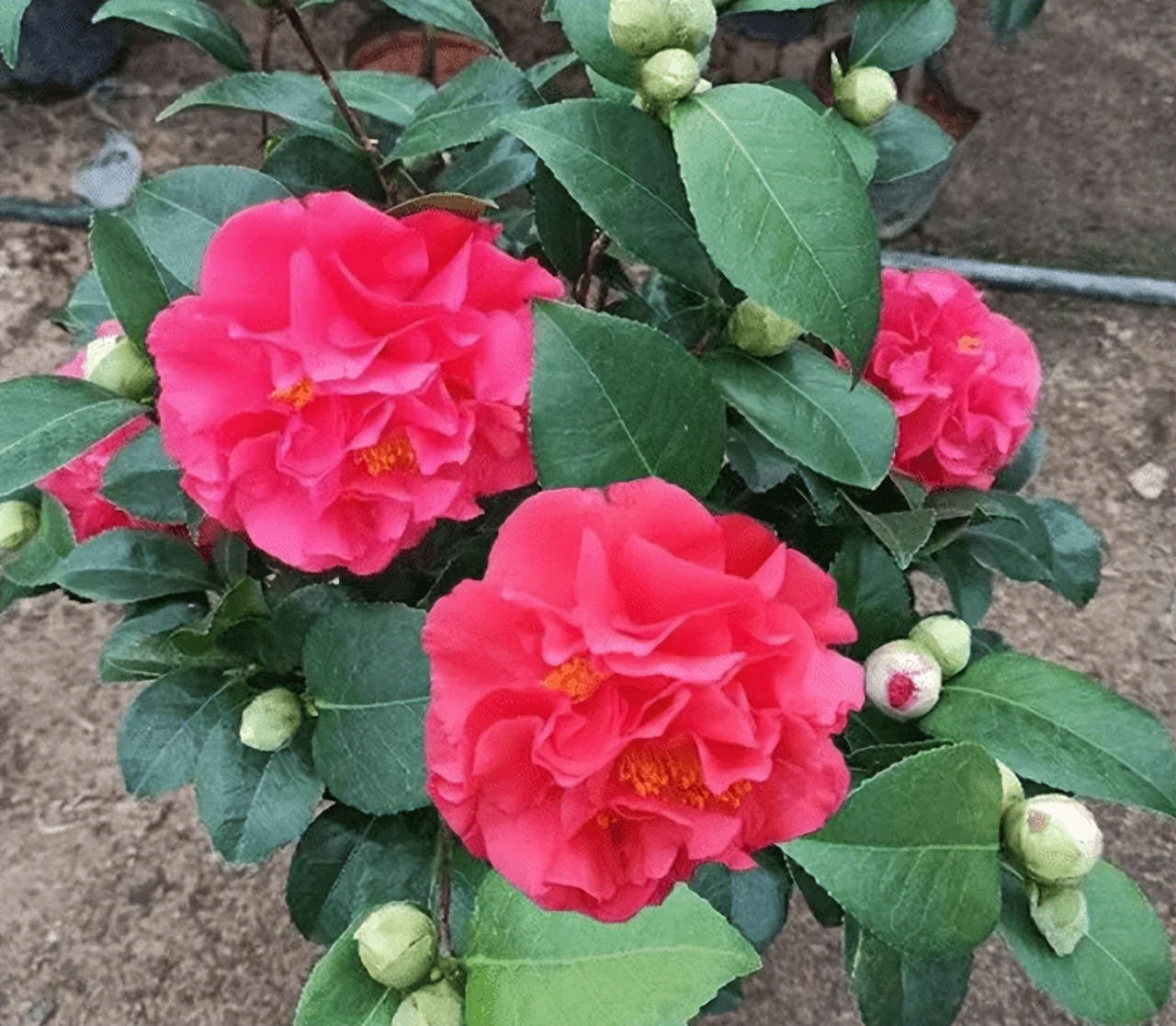 此花花色繁多有淡香味易养易成活,此花气味芬芳生命力顽强