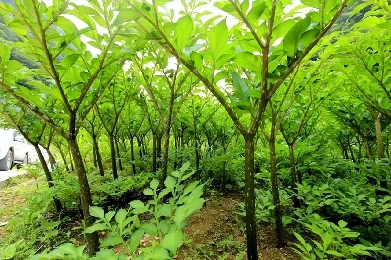 种植魔芋哪种最赚钱,魔芋如何种植收益比较好