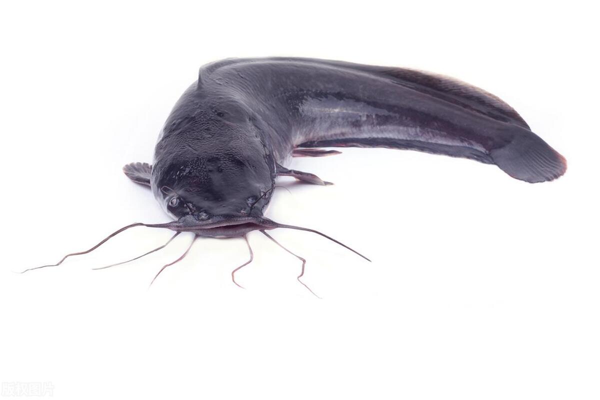 三大公认最脏的热带鱼,5种鱼比较脏