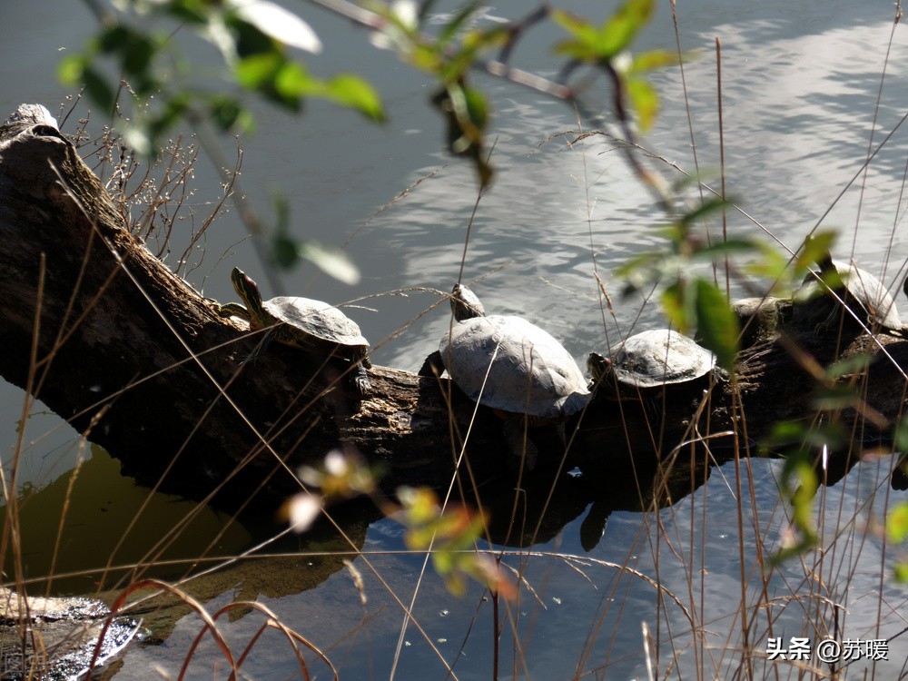 龟龟马上就要冬眠了，选择哪种冬眠方式比较好？