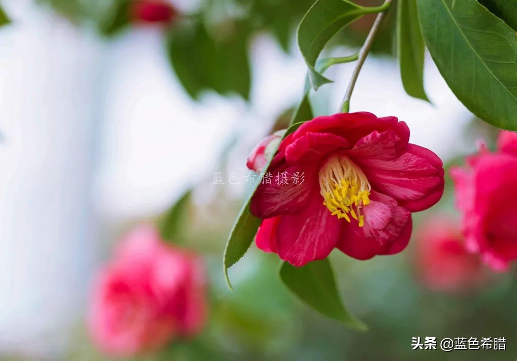 花花草草怎么拍出高级感,如何拍出惊艳的花卉