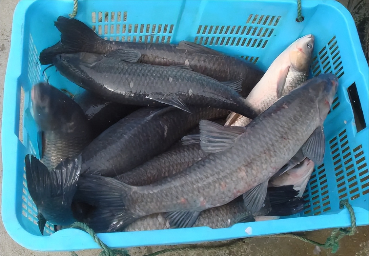 四大家鱼之首青鱼,青鱼是鬼鱼还是索命鱼