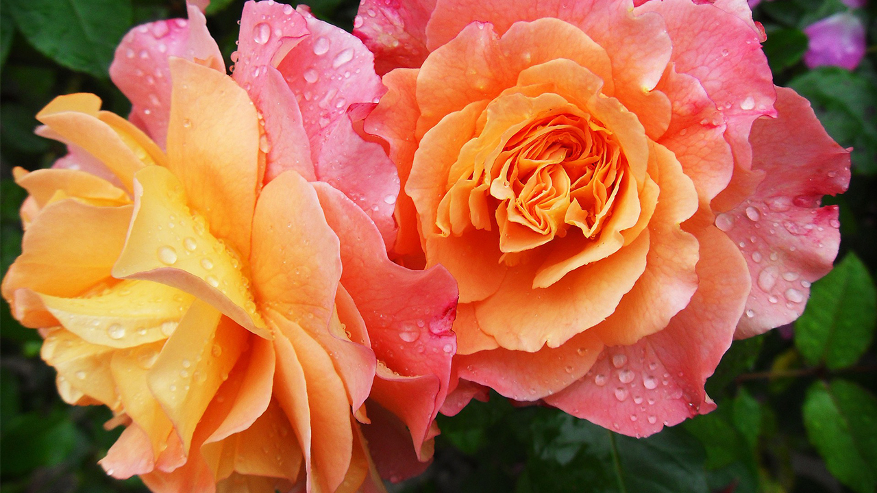 炎炎夏日心静自然凉经典语录,炎炎夏日何以解暑唯有空调