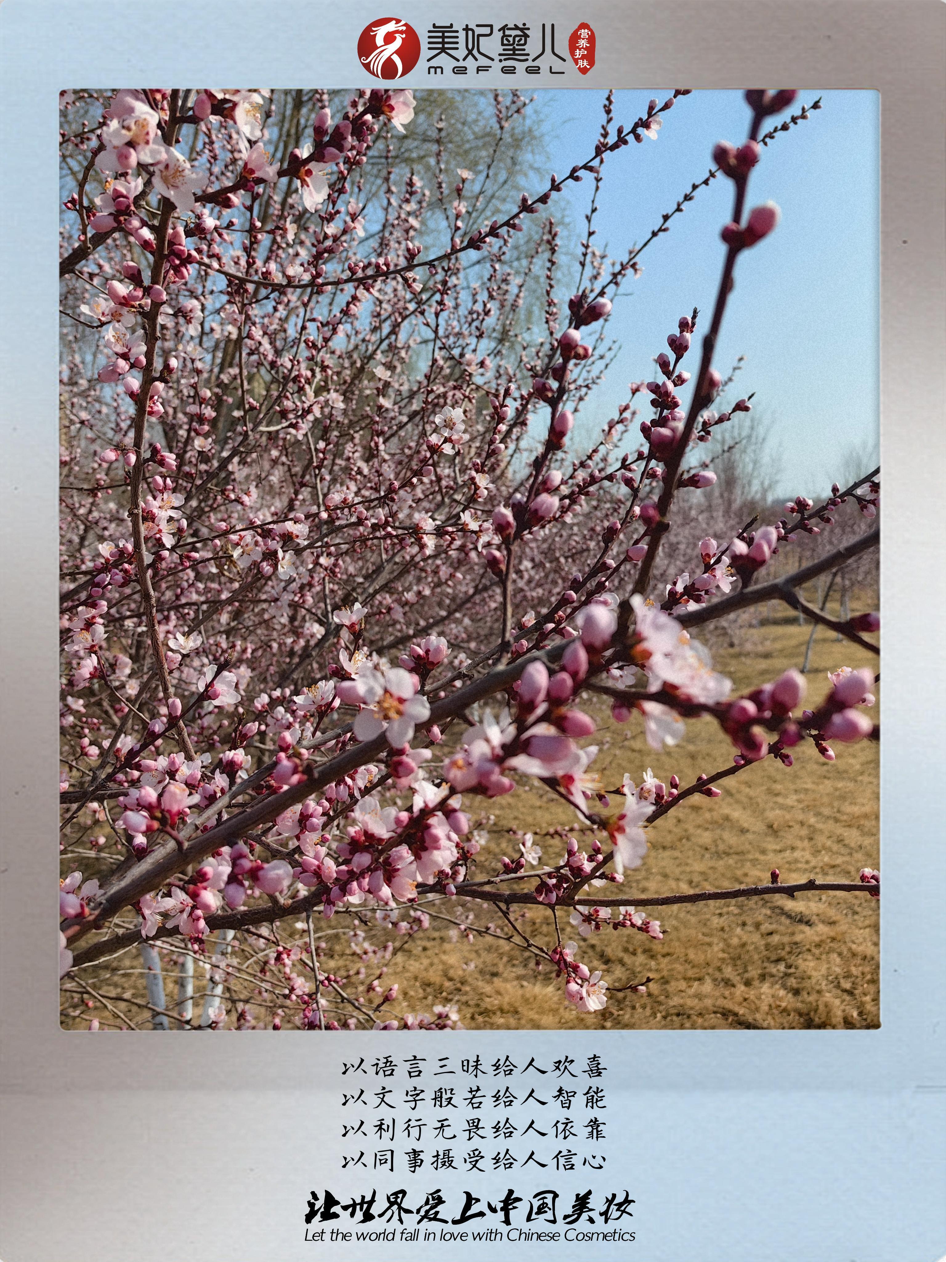 美妃黛儿：同向春风绽