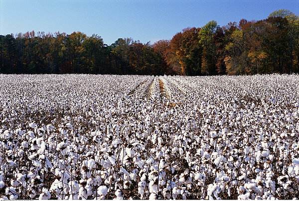 印度黄麻产值,为什么在印度却大量种植黄麻